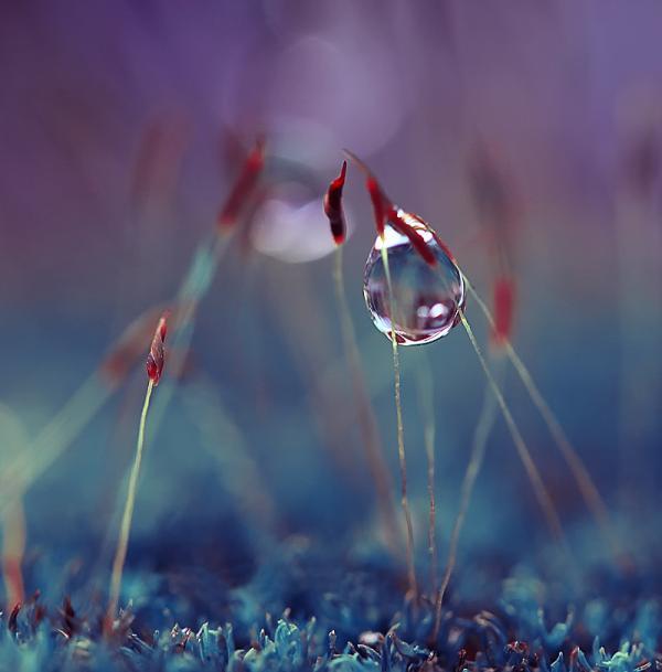 Dew Photography by Diens Silver