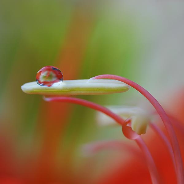 Dew Photography by Diens Silver