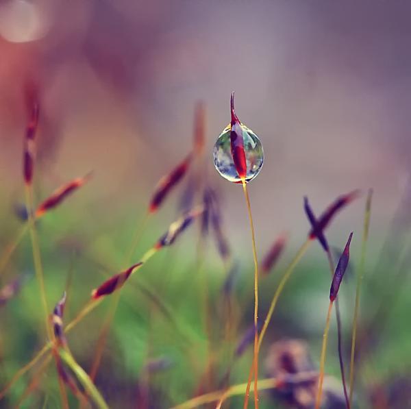 Dew Photography by Diens Silver