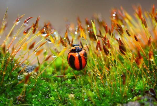 Dew Photography by Diens Silver