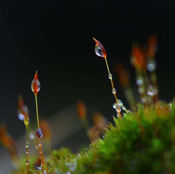 Dew Photography by Diens Silver