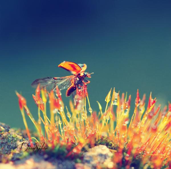 Dew Photography by Diens Silver