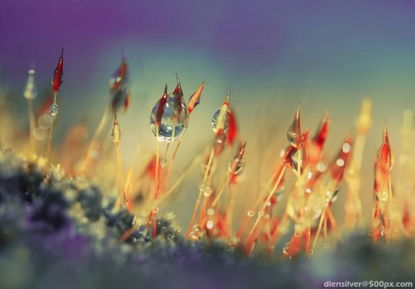 Dew Photography by Diens Silver