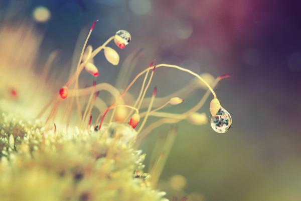 Dew Photography by Diens Silver