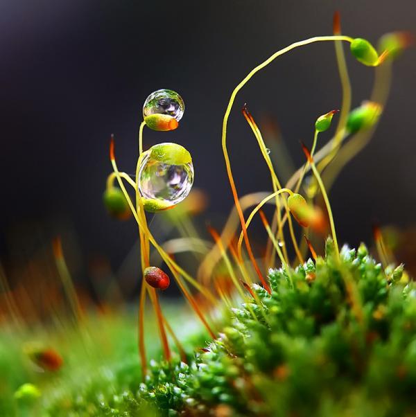 Dew Photography by Diens Silver