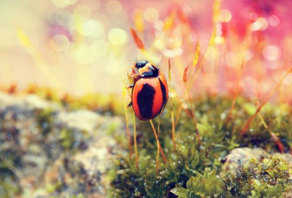 Dew Photography by Diens Silver