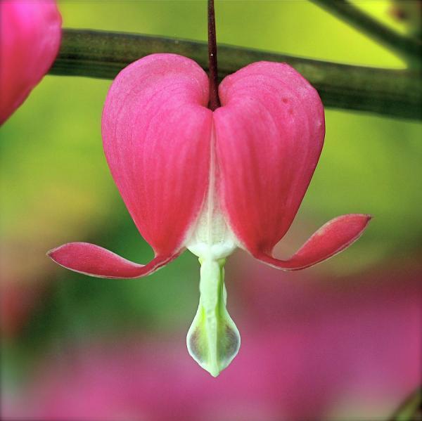 Beautiful Flowers Photography by Rona Black