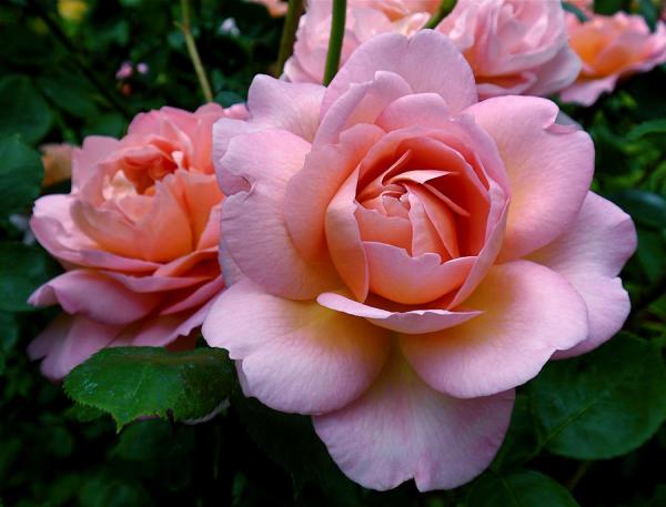 Beautiful Flowers Photography by Rona Black