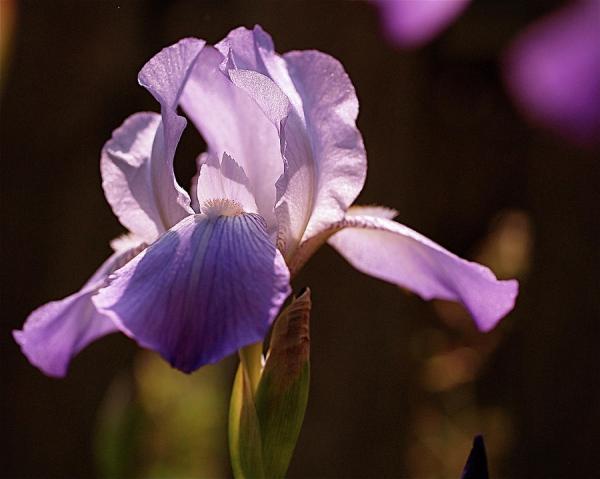 Beautiful Flowers Photography by Rona Black