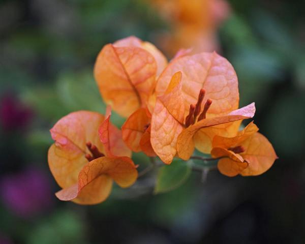Beautiful Flowers Photography by Rona Black