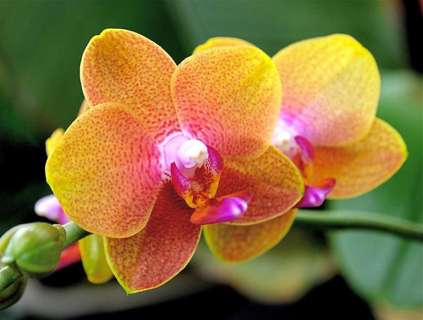 Beautiful Flowers Photography by Rona Black
