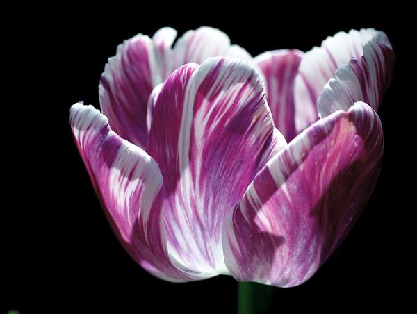 Beautiful Flowers Photography by Rona Black
