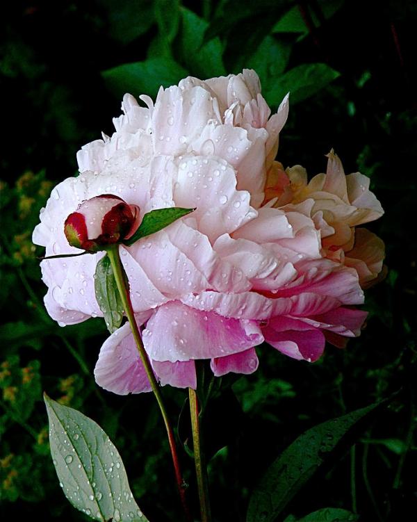 Beautiful Flowers Photography by Rona Black