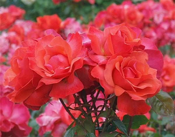 Beautiful Flowers Photography by Rona Black
