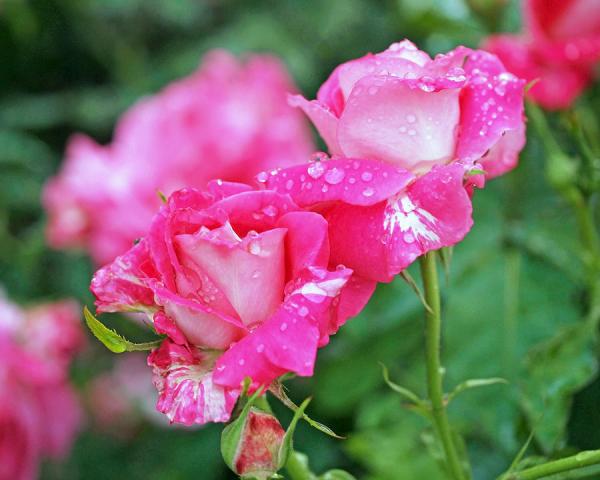 Beautiful Flowers Photography by Rona Black