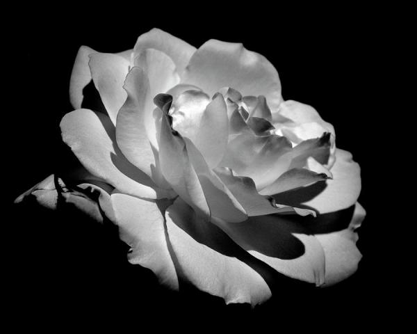 Beautiful Flowers Photography by Rona Black