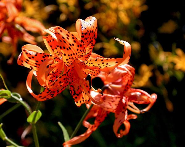 Beautiful Flowers Photography by Rona Black