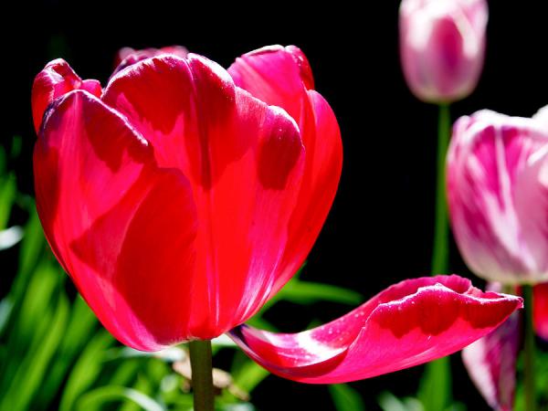 Beautiful Flowers Photography by Rona Black