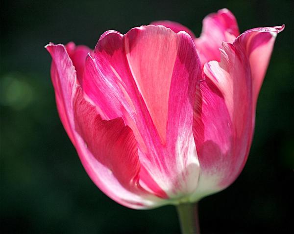 Beautiful Flowers Photography by Rona Black
