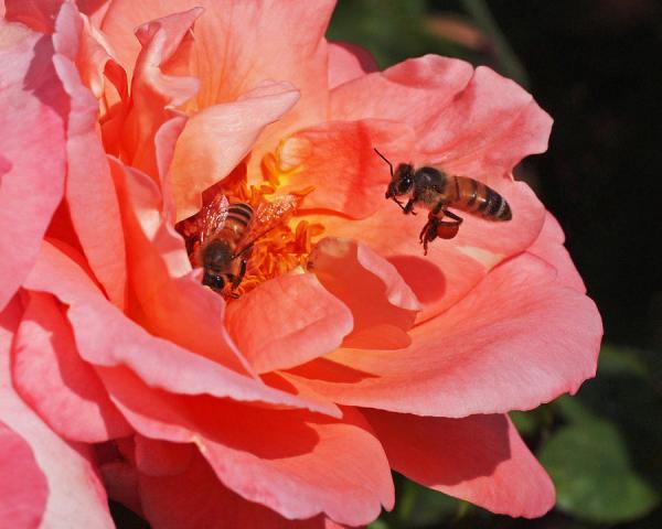 Beautiful Flowers Photography by Rona Black