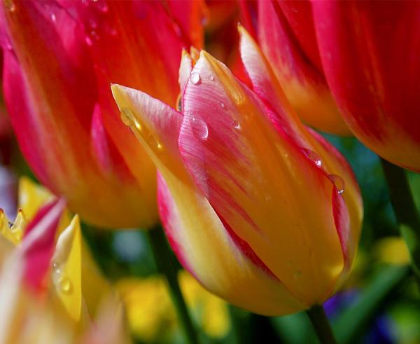 Beautiful Flowers Photography by Rona Black