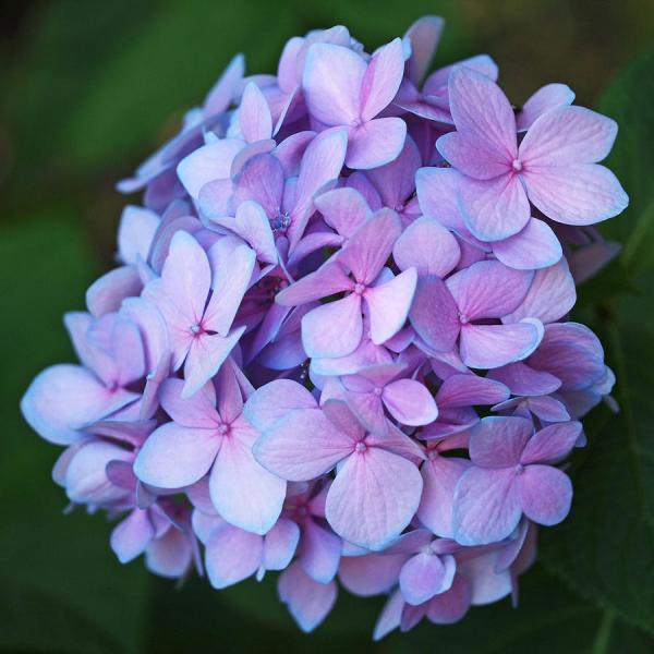 Beautiful Flowers Photography by Rona Black