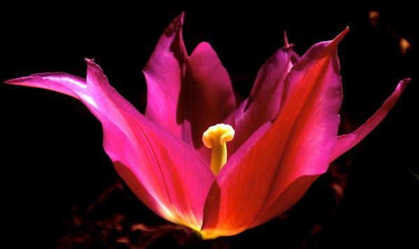 Beautiful Flowers Photography by Rona Black