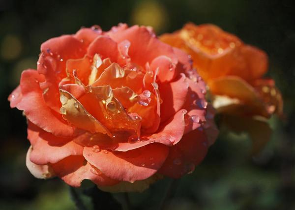 Beautiful Flowers Photography by Rona Black