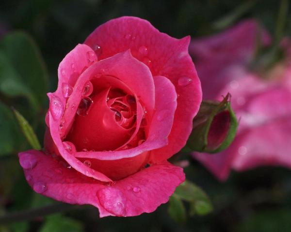 Beautiful Flowers Photography by Rona Black