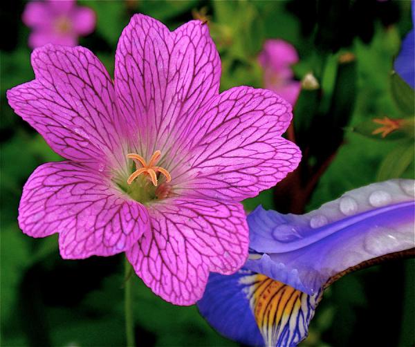 Beautiful Flowers Photography by Rona Black