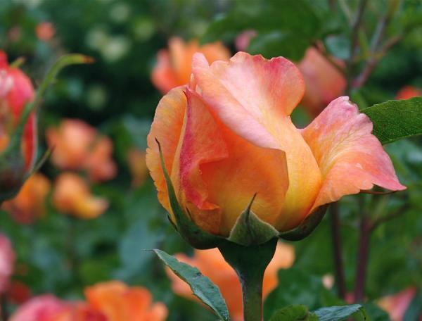 Beautiful Flowers Photography by Rona Black