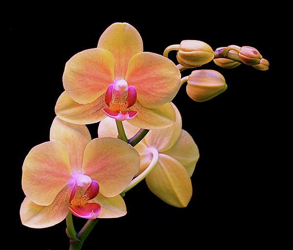 Beautiful Flowers Photography by Rona Black