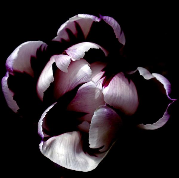 Beautiful Flowers Photography by Rona Black