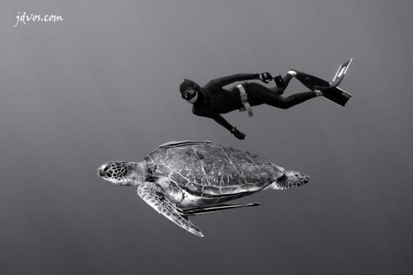 Underwater Photography by Jacques de Vos
