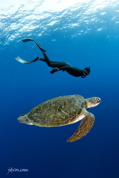 Underwater Photography by Jacques de Vos