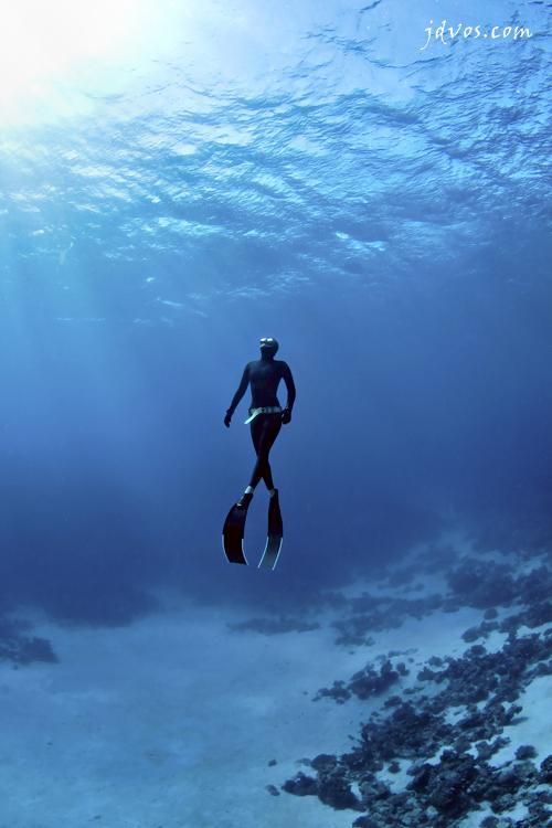 Underwater Photography by Jacques de Vos