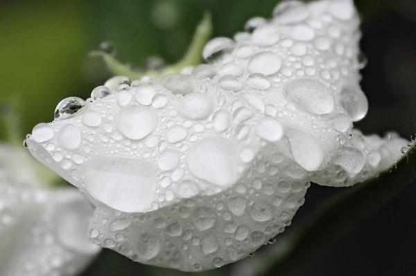 Macro Photography by Brian Valentine