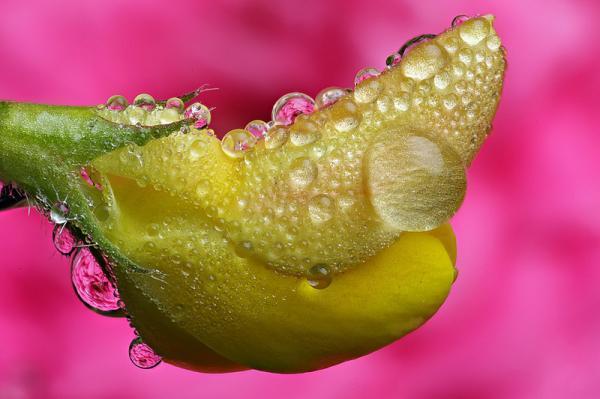 Macro Photography by Brian Valentine