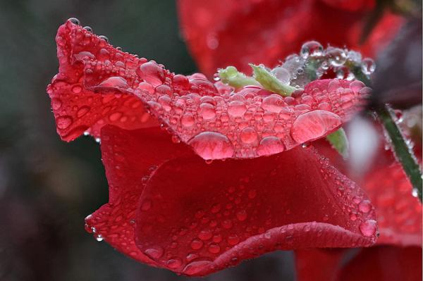 Macro Photography by Brian Valentine
