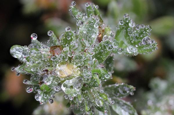 Macro Photography by Brian Valentine