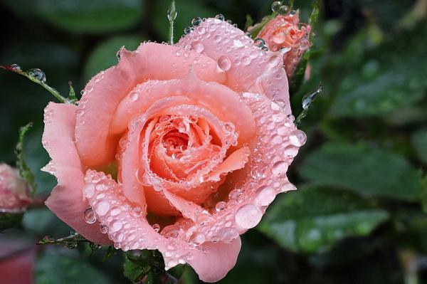 Macro Photography by Brian Valentine