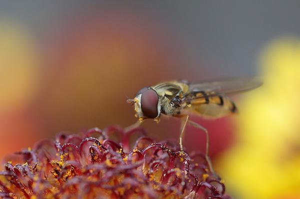 Macro Photography by Brian Valentine