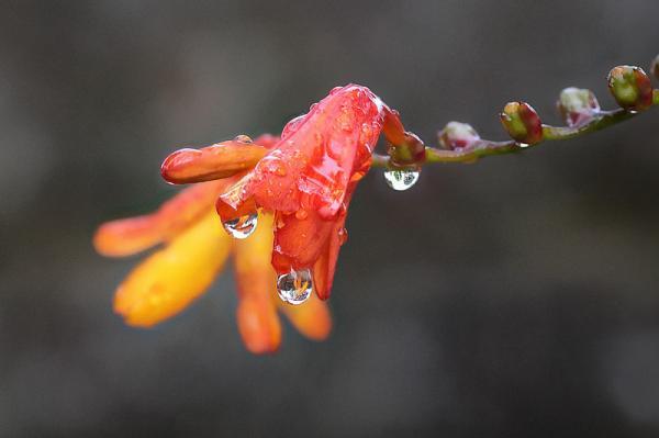 Macro Photography by Brian Valentine