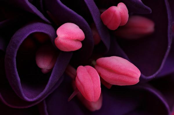 Macro Photography by Brian Valentine