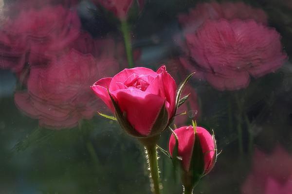 Macro Photography by Brian Valentine