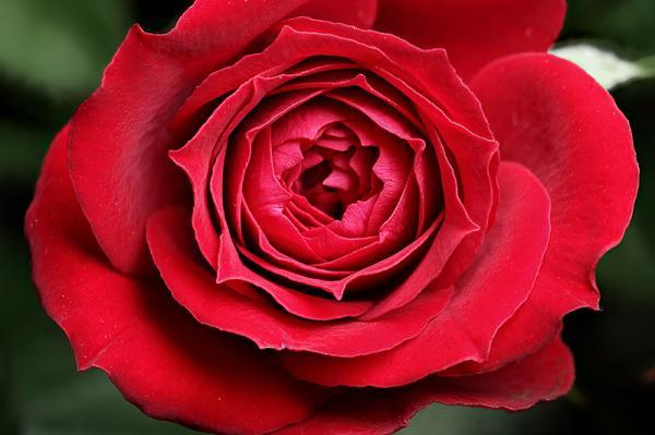 Macro Photography by Brian Valentine