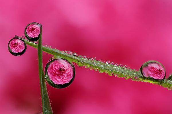 Macro Photography by Brian Valentine
