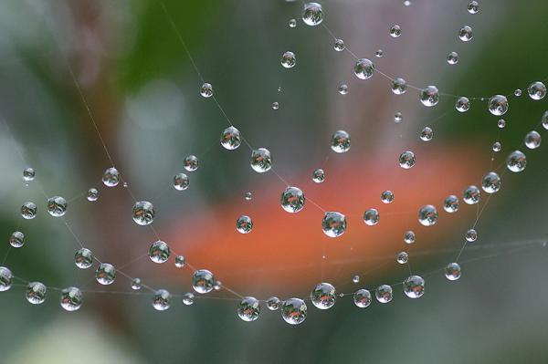 Macro Photography by Brian Valentine