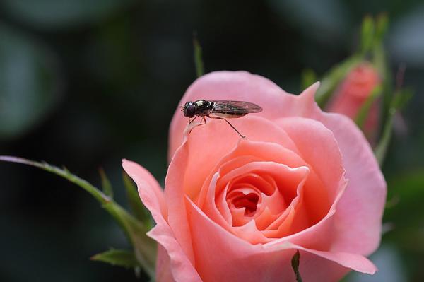 Macro Photography by Brian Valentine