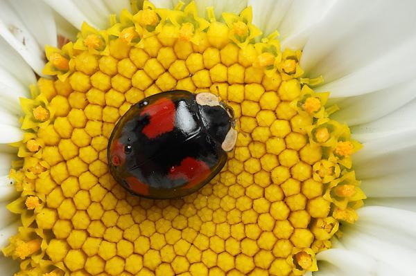 Macro Photography by Brian Valentine